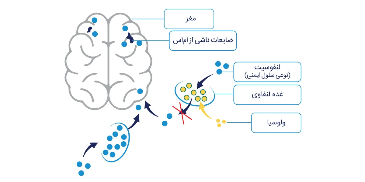 ولوسیا-اوزانیمود